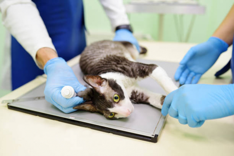Agendamento de Exame de Sangue em Gatos Jardim Santa Odila - Exame para Animais São Paulo