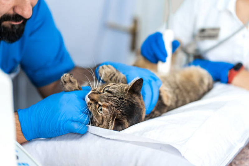 Agendamento de Exame de Ultrassom para Gato Jardim Nilópolis - Exame de Sangue para Pet