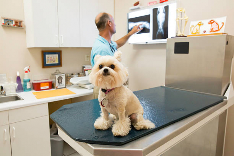 Agendamento de Exame de Ultrassonografia para Cachorro Residencial Parque Bandeirantes - Exame Cardiograma para Animais