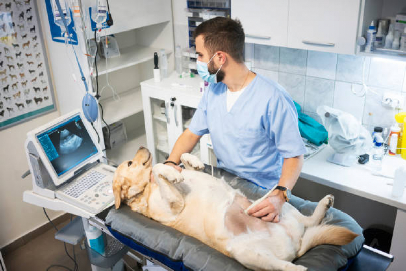 Agendamento de Exame Laboratoriais para Animais Vila Perseu Leite de Barros - Exame de Sangue Veterinário