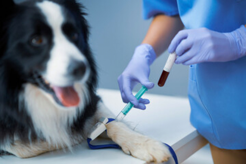 Agendamento de Exames Laboratoriais Animais Jardim Eulina - Exames Laboratoriais para Cachorro