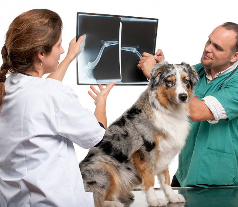 Agendamento de Exames Laboratoriais Veterinários Distrito Industrial - Exame Cardiograma para Animais