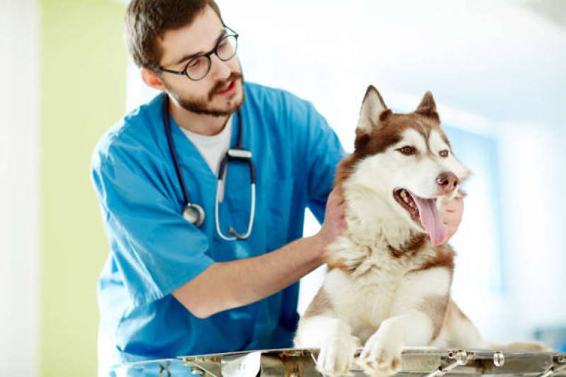 Atendimento a Domicílio para Cachorro Preços Cambuí - Atendimento Veterinário a Domicílio