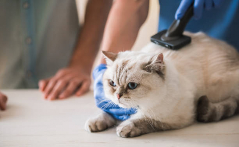 Atendimento a Domicílio para Gato Preços Jardim Aeronave - Atendimento a Domicílio para Animais Domésticos