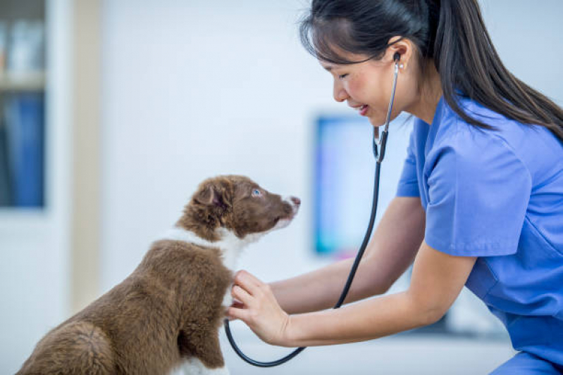 Check Up Canino Valores Vila 31 de Março - Check-up Veterinário para Gatos