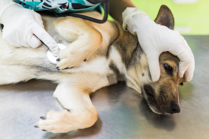 Check-up Veterinário em Cachorro Valores Gramado - Check Up Canino