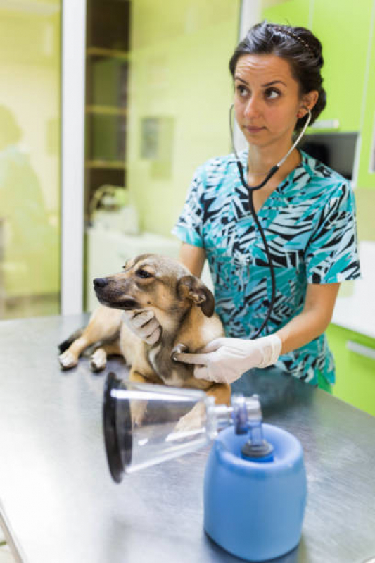 Check-up Veterinário em Cachorro Jardim São José - Check Up em Gatos