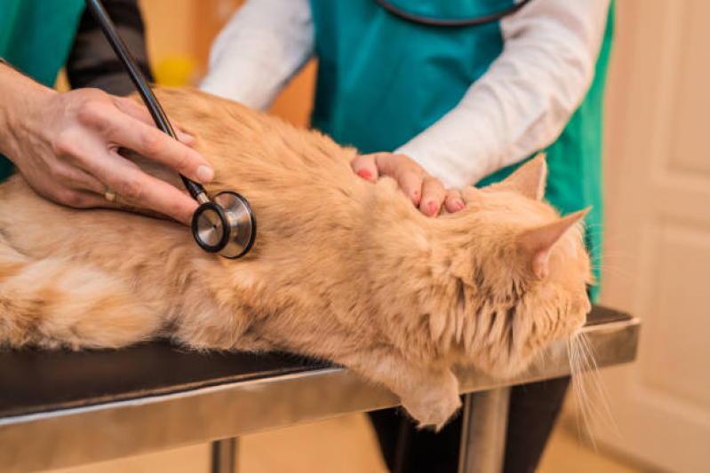 Check-up Veterinário para Gatos Parque Itália - Check Up em Animais Domésticos