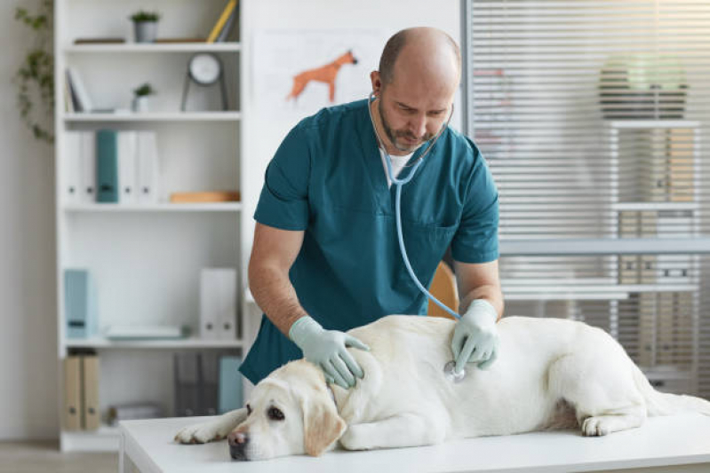 Check-up Veterinário Recanto dos Dourados - Check Up Canino