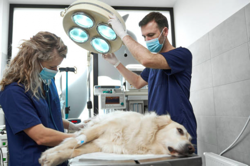 Cirurgia Animal Agendar Vila União - Cirurgia em Animais São Paulo
