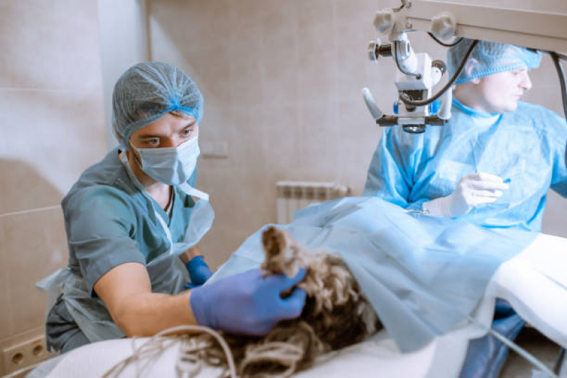 Cirurgia Castração Cachorro Bananal - Cirurgia de Catarata em Cães