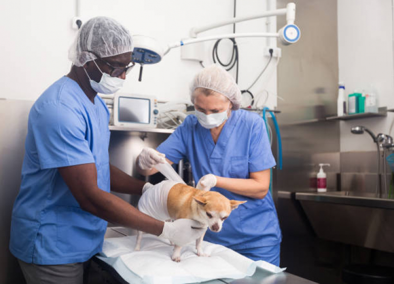 Cirurgia de Castração de Cachorro Vila Rica - Cirurgia de Patela em Cachorro