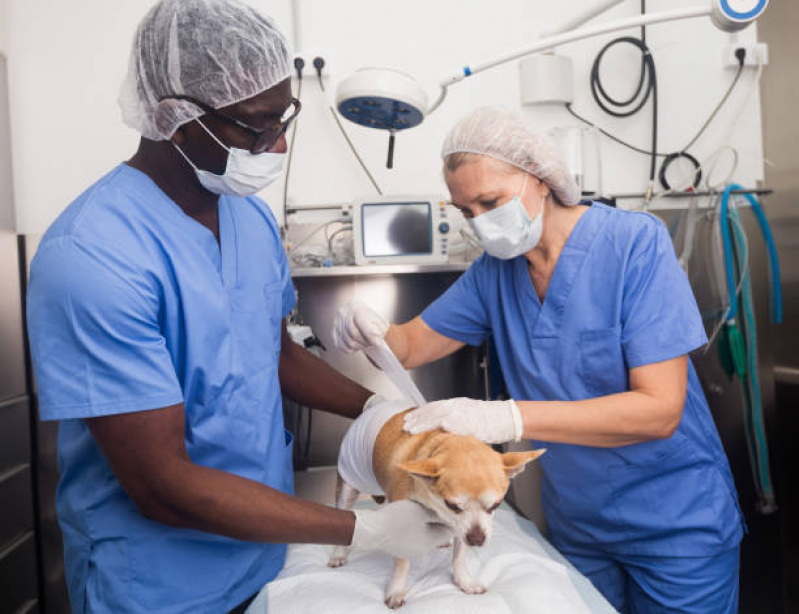 Cirurgia de Catarata em Cachorro Marcar Taquaral - Cirurgia de Castração de Cachorro