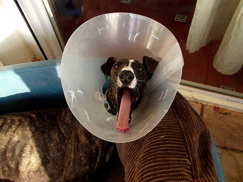 Cirurgia em Animais de Grande Porte Marcar Parque Shangrilá - Cirurgia Ortopédica para Cachorro