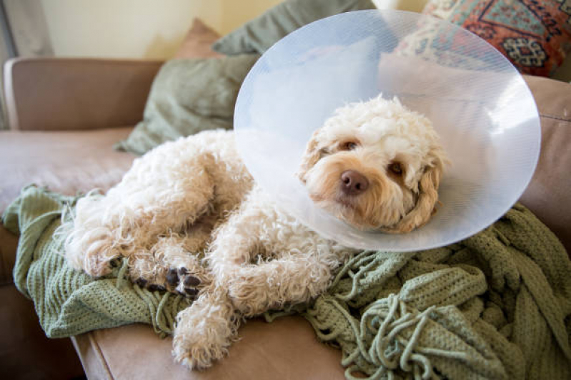 Cirurgia em Cachorro Idoso Marcar Vila IAPI - Cirurgia para Cães