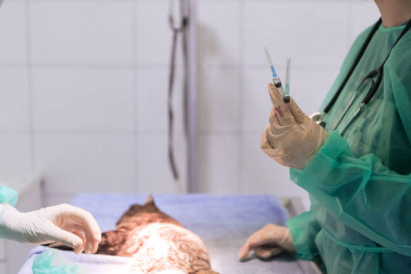 Cirurgia Luxação de Patela Cães Marcar Parque São Martinho - Cirurgia para Cachorro São Paulo