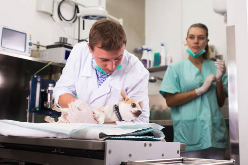 Cirurgia Ortopédica em Cachorro Marcar Jardim do Lago - Cirurgia em Animais