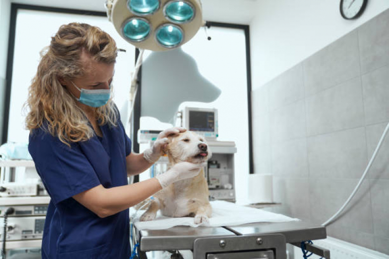 Cirurgia Ortopédica em Cachorro Jardim do Vovô - Cirurgia Animal