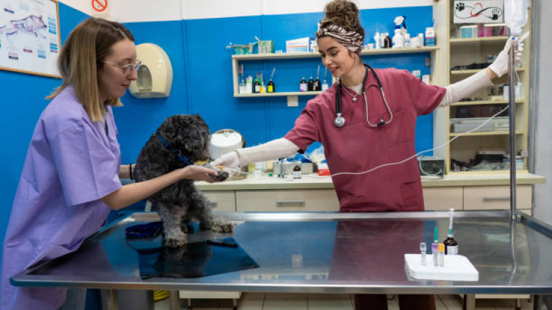 Cirurgia Ortopédica para Cachorro Marcar Vila Rica - Cirurgia Animal
