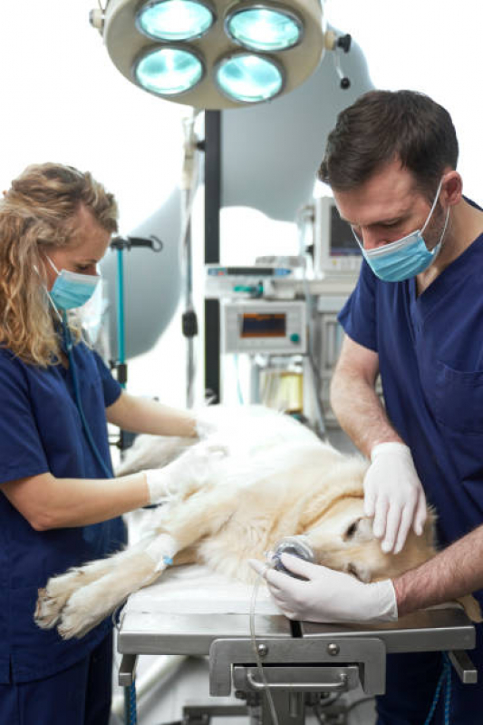 Cirurgia Ortopédica Veterinária Marcar Parque Taquaral - Cirurgia em Animais Campinas