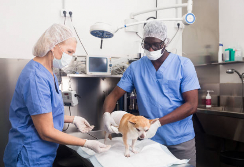 Cirurgia para Cachorro Jardim Santa Odila - Cirurgia de Catarata para Cachorro