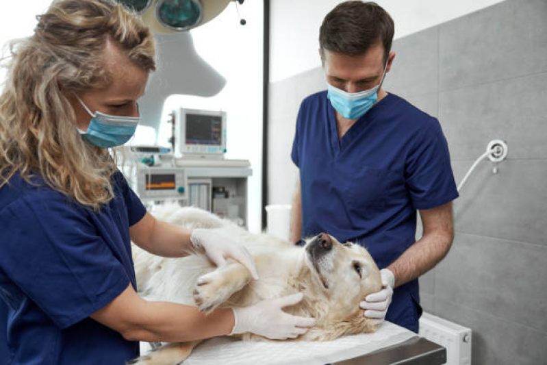 Cirurgia para Cachorros de Pequeno Porte Marcar Jardim das Andorinhas - Cirurgia em Animais Campinas