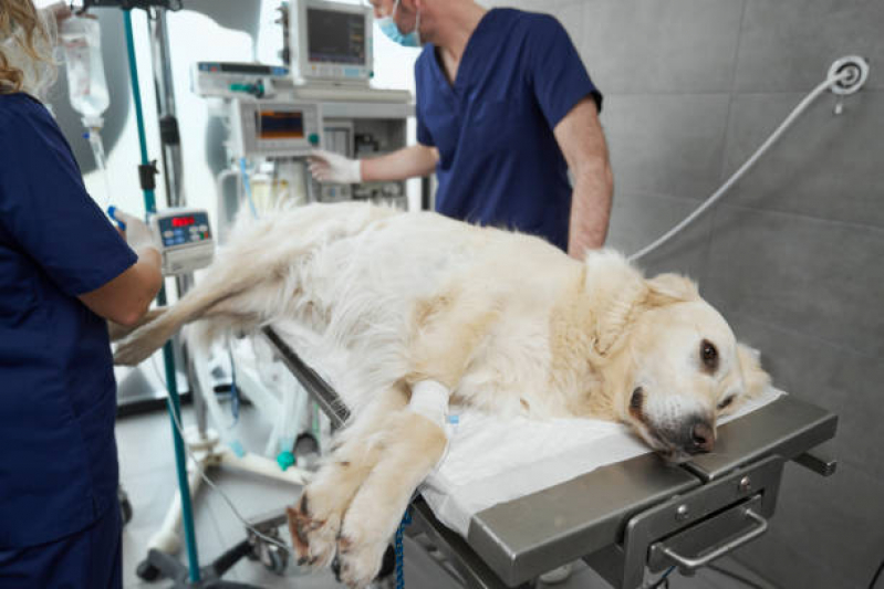 Cirurgia para Cachorros de Pequeno Porte Parque da Hípica - Cirurgia em Animais Campinas