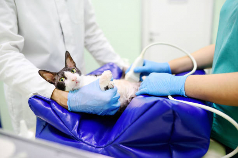 Clínica Veterinária de Cães e Gatos DIC IV - Clínica Veterinária com Atendimento Residencial