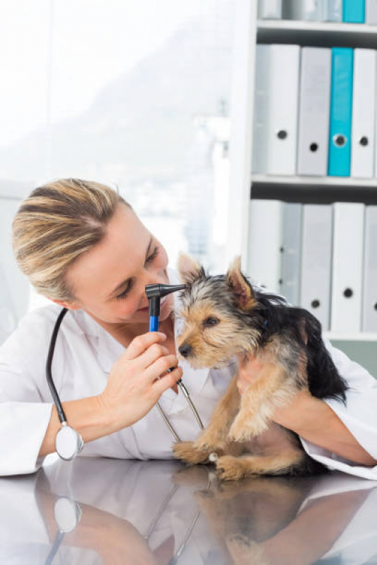 Consulta para Animais Gramado - Consulta Veterinária para Cachorro