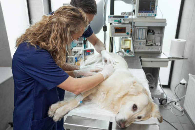 Consulta para Cachorro Bosque - Consulta Veterinária para Animais