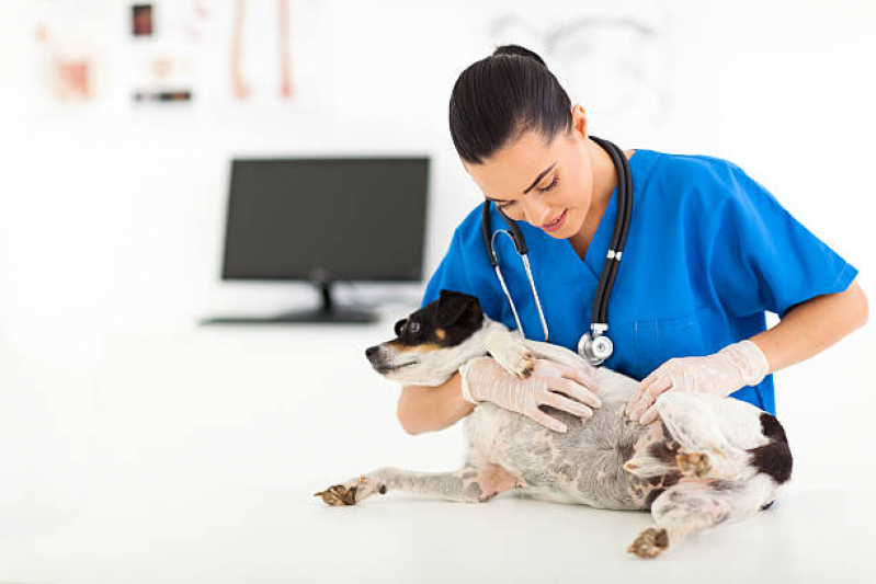 Consulta Veterinária Dermatológica para Cachorro Agendar Parque São Quirino - Consulta Veterinária para Animais de Estimação