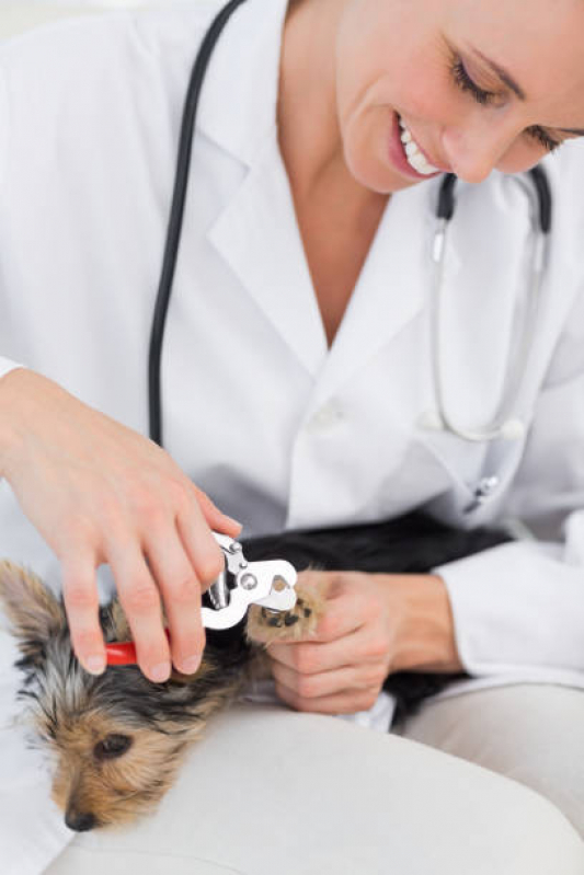 Consulta Veterinária Dermatológica para Cachorro Preço Gramado - Consulta Veterinária para Animais