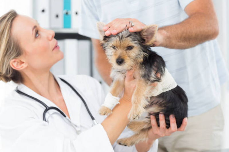 Consulta Veterinária para Animais de Estimação Vila 31 de Março - Consulta Veterinária para Cachorros