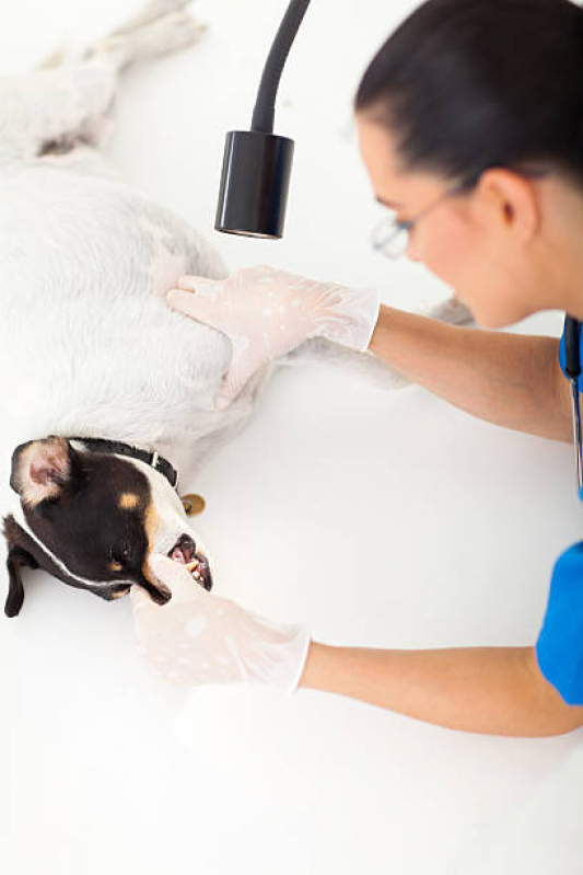 Consulta Veterinária para Animais Preço Parque das Indústrias - Consulta Veterinária de Gatos