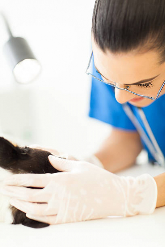 Consulta Veterinária para Animais Jardim Londres - Consulta Veterinária para Gatos
