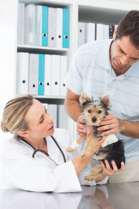 Consulta Veterinária para Cachorro Agendar Centro - Consulta Veterinária para Gato