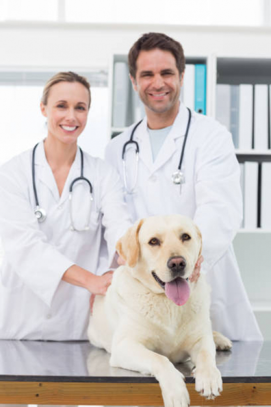 Consulta Veterinária para Cachorro Guanabara - Consulta Veterinária para Animais de Estimação