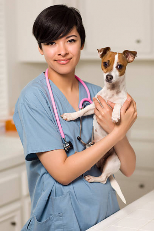 Consulta Veterinária para Cachorros Preço Núcleo Residencial Vila Vitória - Consulta para Animais