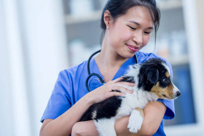Consulta Veterinária para Cachorros Jardim Shangai - Consulta Veterinária para Cachorros