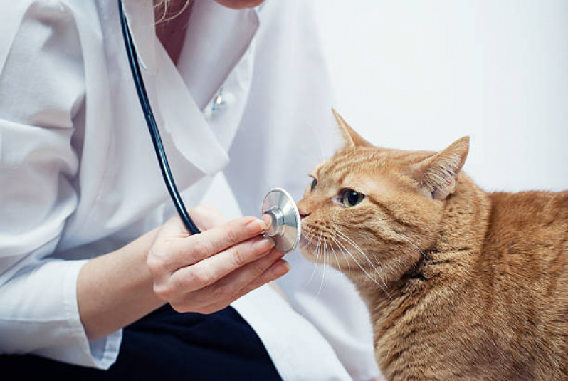 Consulta Veterinária para Gato Preço Parque da Hípica - Consulta Veterinária de Gatos