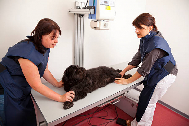 Exame Cardiograma para Animais Agendar Parque da Figueira - Exame Cardiograma para Animais