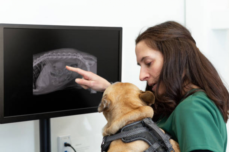 Exame Cardiograma para Animais Marcar Jardim Campineiro - Exames Laboratoriais Veterinários