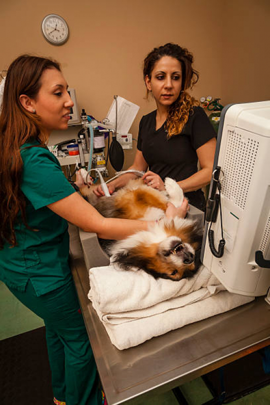 Exame Cardiograma para Animais Parque da Figueira - Exame de Ultrassom para Gato