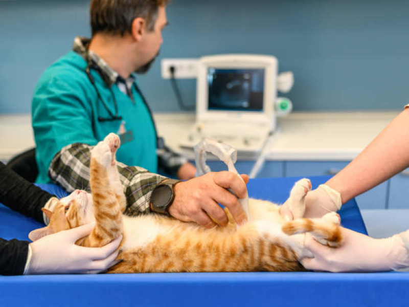Exame de Sangue para Gato Jardim São Marcos - Exame Cardiograma para Animais