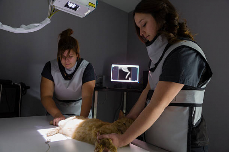 Exame de Sangue para Pet Marcar Recanto dos Dourados - Exame Cardiograma para Animais