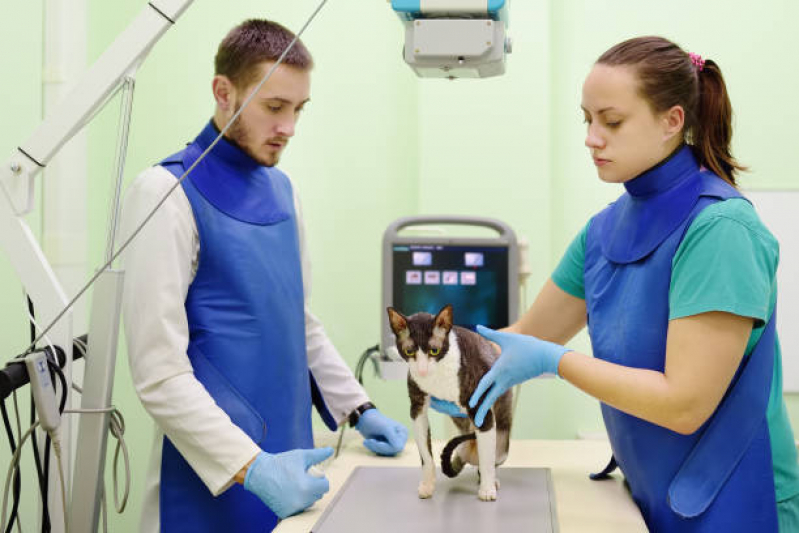Exame de Sangue Veterinário Marcar Bananal - Exame Cardiograma para Animais
