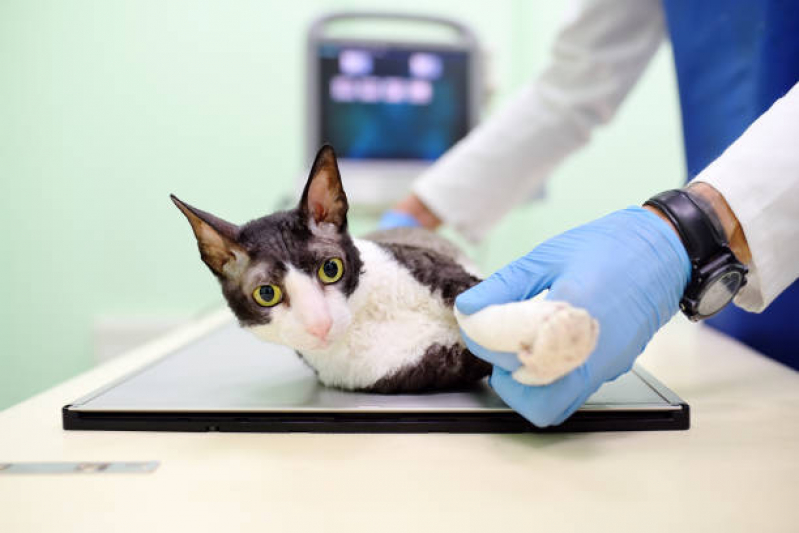 Exame de Ultrassom para Gato Jardim São José - Exame Cardiograma para Animais