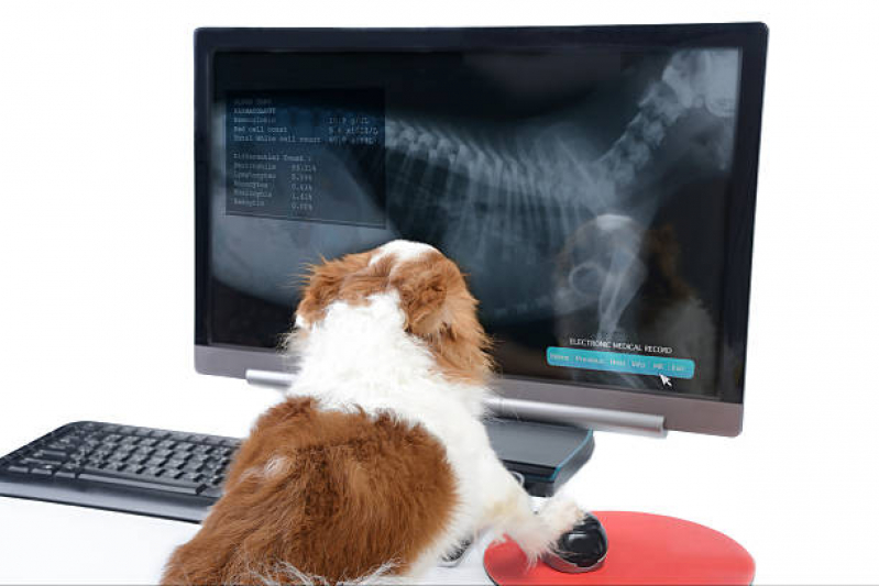 Exame de Ultrassonografia para Cachorro Marcar Jardim Mercedes - Exame de Sangue para Pet