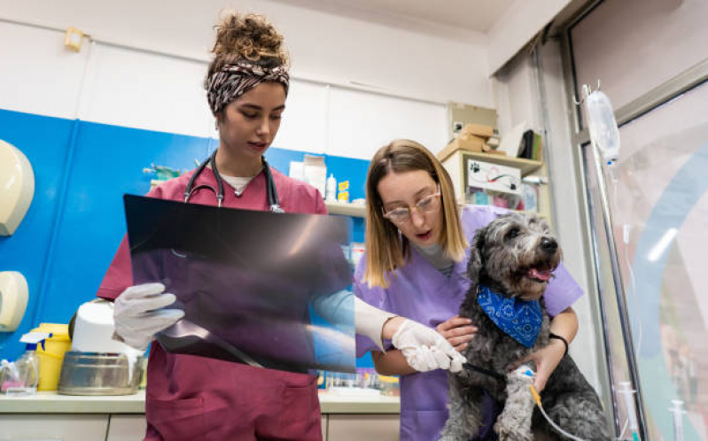 Exame de Ultrassonografia para Cães Guanabara - Exame de Sangue para Gato
