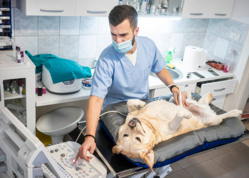 Exame Laboratoriais para Animais Agendar Vila Perseu Leite de Barros - Exame Cardiograma para Animais